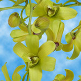 Orchids Fatima 70 (QB) For Delivery to Michigan