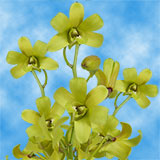 Orchids Fatima 80 (QB) For Delivery to Sioux_Falls, South_Dakota