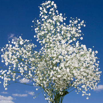 Combo Gypso 3, Ruskus 3 (OC) [Include Flower Food] (OM)