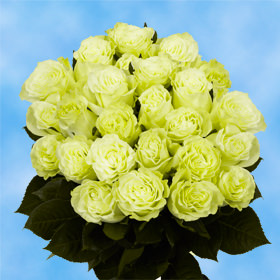 24 Green Roses Free Delivery
