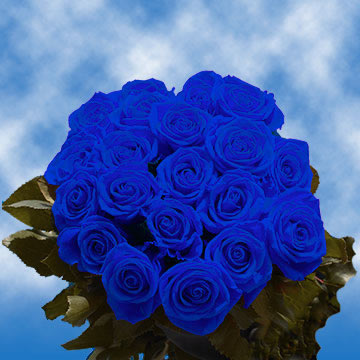 Blue Roses Globalrose