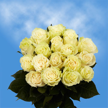 Fresh Bulk Roses White Mondial Roses | GlobalRose