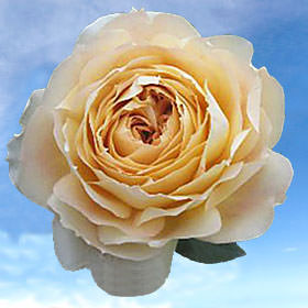 Fresh Caramel Antike Garden Roses | GlobalRose