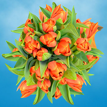 Qty of Orange Tulips