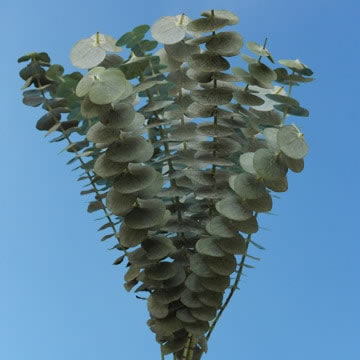 Eucalyptus 5 Bunches (OM)