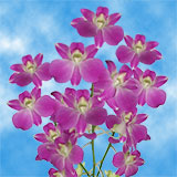 Orchids Lisa Qty For Delivery to Harrison, Arkansas