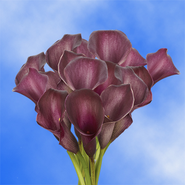 fresh purple calla lily