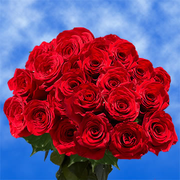 Rose Sh Red 25 Stems (OC) [Include Flower Food] (OM)