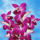 Orchids Skalaxy 90 (HB) For Delivery to Louisiana