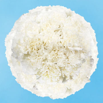 Carn Std White (QB) [Include Flower Food] (OM)