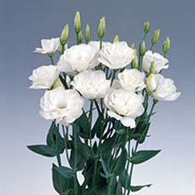 Fresh White Lisianthus Flowers Fresh White Lisianthus Flowers