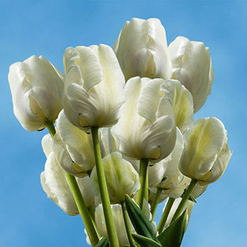 Fresh White Tulips For Tulip Bouquets Fresh White Tulips For Tulip Bouquets