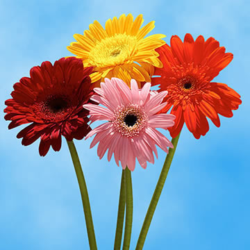 gerbera-flowers-next-day-shipping-global