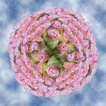 Get Long Stem Roses Light Pink Flowers Globalrose Get Long Stem Roses Light Pink Flowers