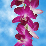 Orchids Skalaxy 40 (OC) For Delivery to Columbia_City, Indiana