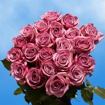 Rose Sh Lavender (OC) [Include Flower Food] (OM)