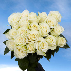 Fresh White Roses | Global Rose