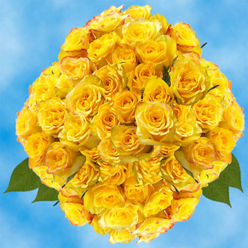 Rose Sh Yellow (QB) [Include Flower Food] (OM)