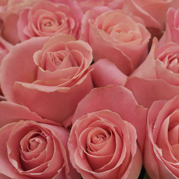 Hermosa Roses Antique Light Pink Free Online Delivery | GlobalRose