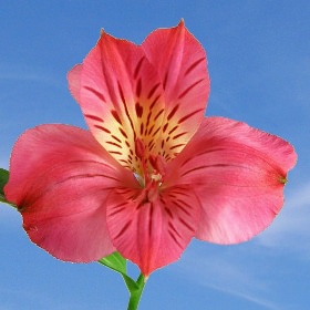 Hot Pink Flowers Global Rose Qty Of Hot Pink Alstroemeria Flowers