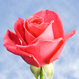 Roses Red Bi Color More Varieties Globalrose Hot Lady Roses Deep Pink