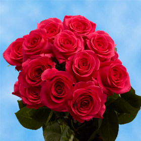 12 Fresh Cut Hot Pink Roses