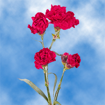 Hot Pink Spray Carnations Gorgeous | GlobalRose