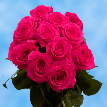 Hot Pink Valentine's Day Roses Online Special | GlobalRose