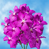 (HB) Orchids Hot Pink Vanda 90 For Delivery to Skokie, Illinois