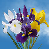 Iris Flowers