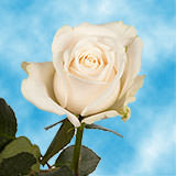 Creme de la Creme Rose variety Ivory - EbloomsDirect