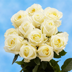 12 Fresh Cut Ivory Roses
