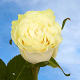 Creme de la Creme Rose variety Ivory - EbloomsDirect