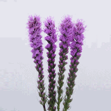 Liatris Flower