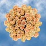 (QB) Rose Med High And Arena