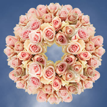 Light Pink Champagne Roses Globalrose My Newsletter