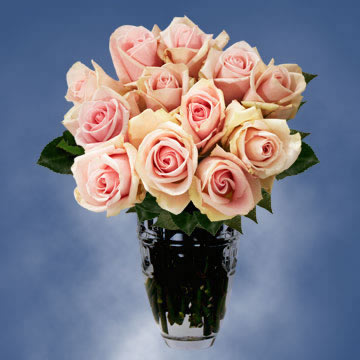 Light Pink Champagne Roses Globalrose Color Tones For All Light Pink Peach Roses May Vary Due To The Computer Monitor And Or Mother Nature