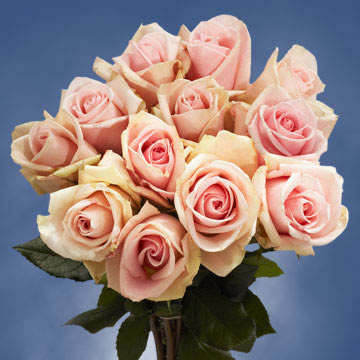 Pastel Colored Flowers Globalrose Oc Rose Sh Fenice Inlude Flower Food