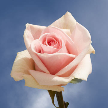 Light Pink Champagne Roses Globalrose My Newsletter