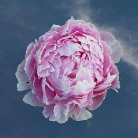 Light Pink Peonies Globalrose Light Pink Peonies