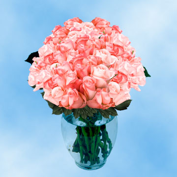 Light Pink Roses For Sale Globalrose 3 