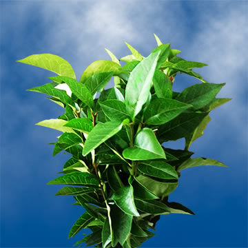 Ligustrum 6 Bunches (OM)