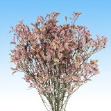 Limonium Flower Filler