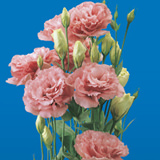 Lisianthus Flowers