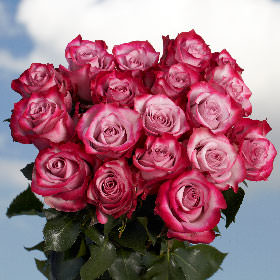 75 Fresh Cut Deep Purple Roses