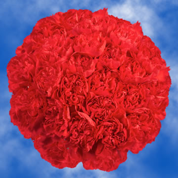 100 Red Carnations Next Day