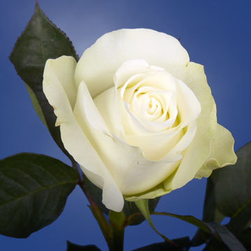 globalrose