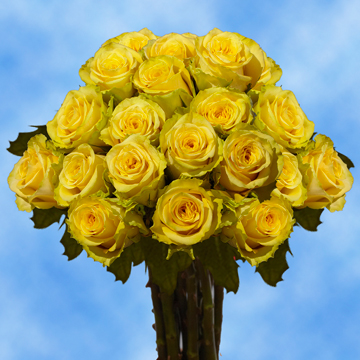 XX Long Stem Wholesale Yellow Roses | GlobalRose