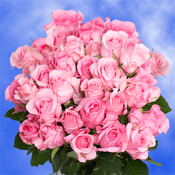 Luxury Champagne Pink Roses Sanoli Variety Globalrose My Newsletter