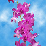 Orchids Maroon 40 (OC) For Delivery to Collinsville, Illinois